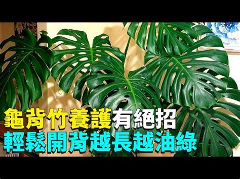 龜背芋可以放室內嗎|3 分鐘認識龜背芋照顧 、種植方法，綠手指必讀完整介。